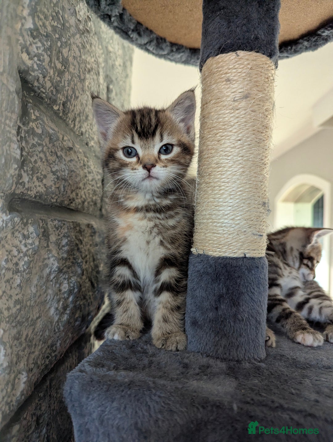 Mixed Breed cats for sale: Gorgeous kittens for sale £250 males £300 females - Advert 6