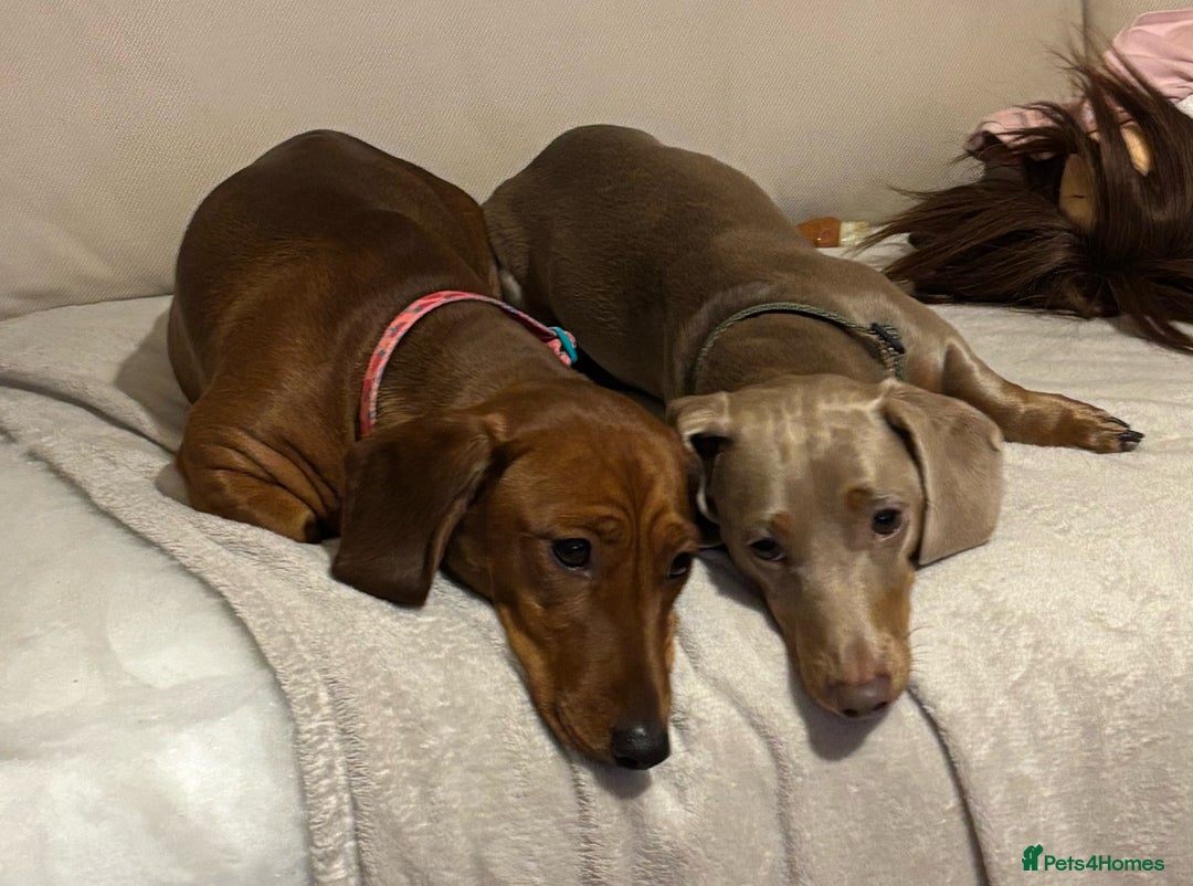 Miniature Dachshund dogs for sale: Miniature dachshund (1 girl left) - Advert 29