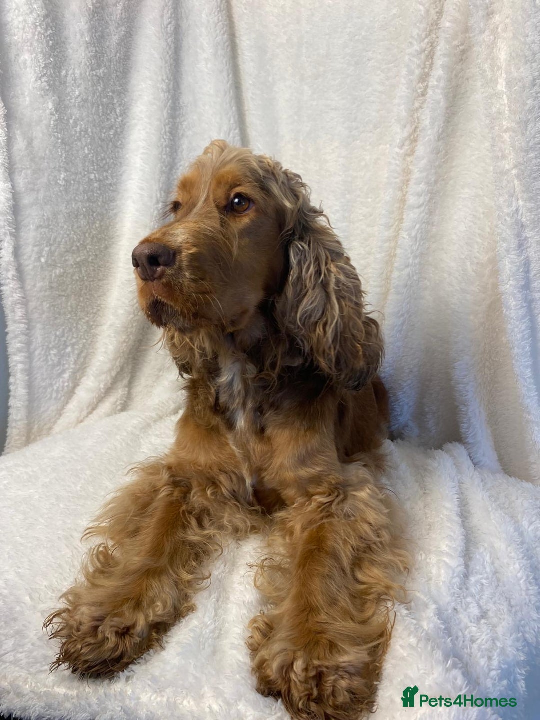 Cocker Spaniel dogs for sale: Show type cocker spaniels  - Image 25