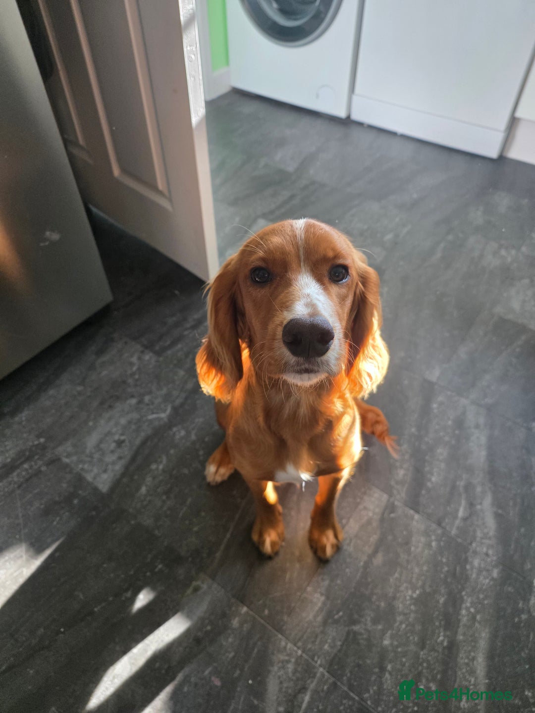 Cocker Spaniel dogs for sale: Chase  - Image 2