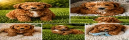 Cavapoo dogs for sale: Exceptional Pups Raised by a Professional Trainer. - Advert 1