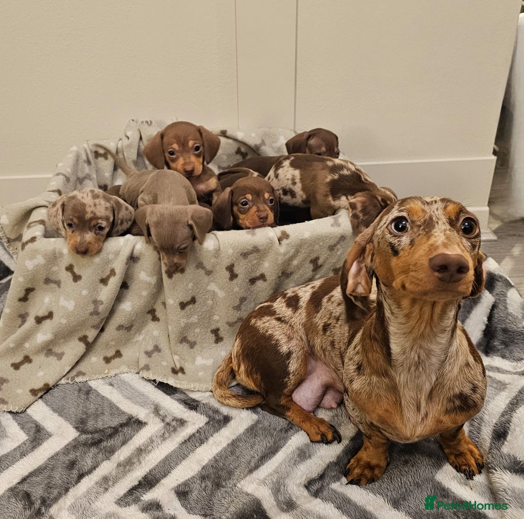 Miniature Dachshund dogs for sale: Stunning miniature dachshund puppies - Advert 12