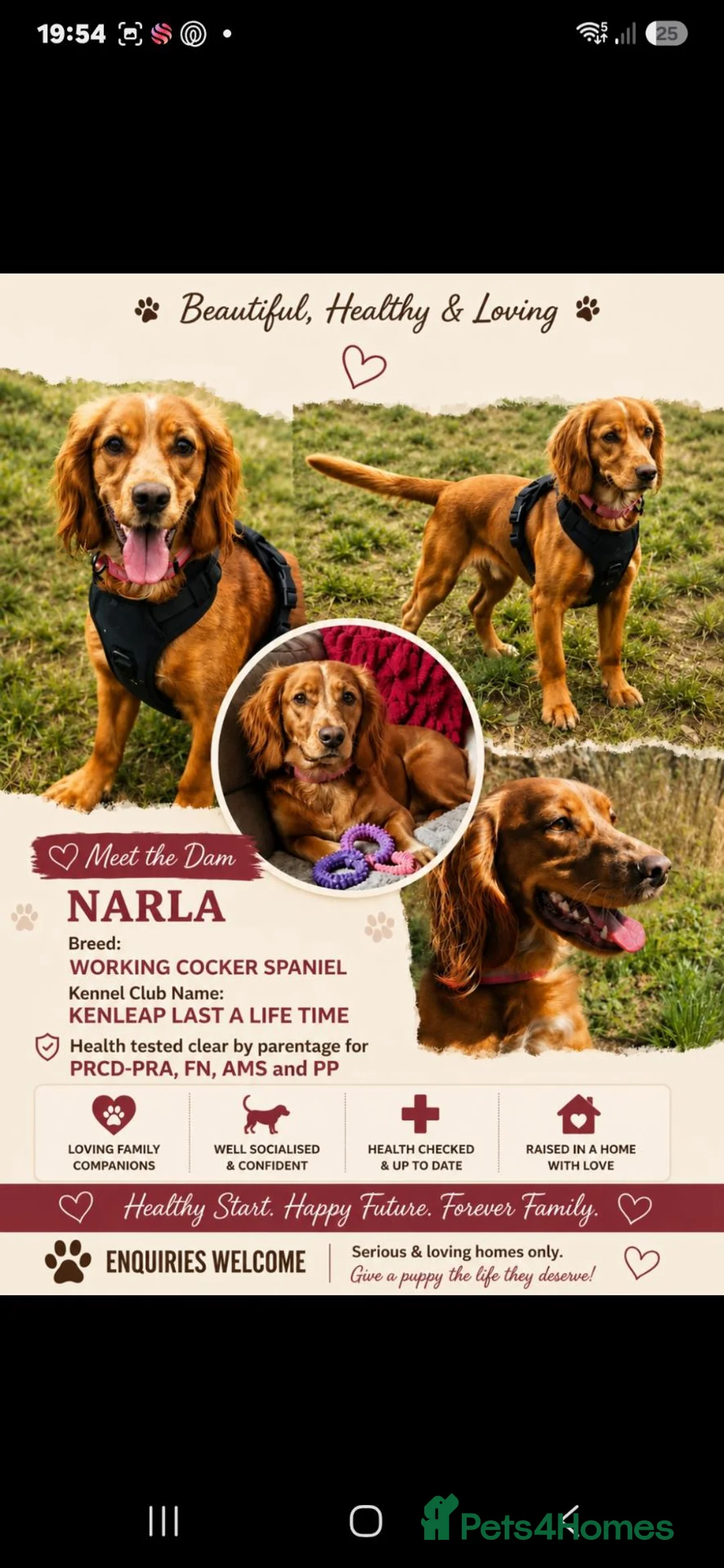 Cocker Spaniel dogs for sale: KC Reg Red Working Cocker Spaniel Puppies - Advert 5