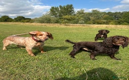 Cocker Spaniel dogs for sale: Female cocker spaniel - Image 5