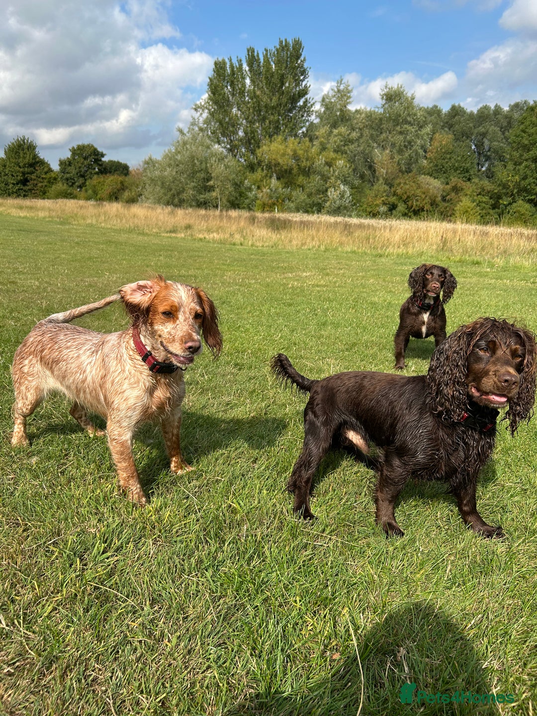 Cocker Spaniel dogs for sale: Female cocker spaniel - Image 5