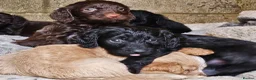 Cockapoo dogs for sale: F1 Cockapoo  - Advert 7