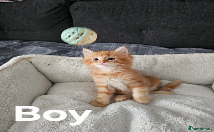 Maine Coon cats - Advert 15