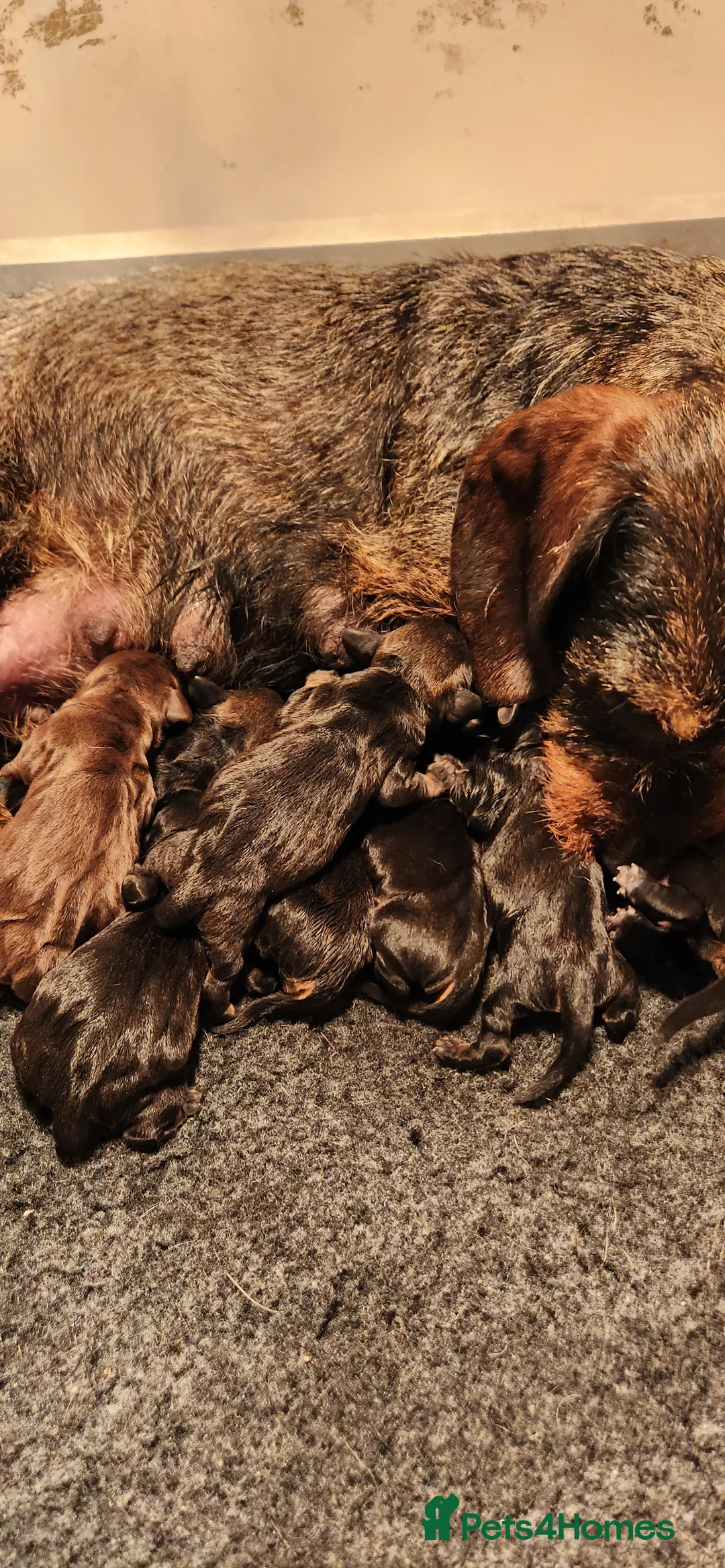 Dachshund dogs for sale: Dachshound. Teckels  - Advert 1