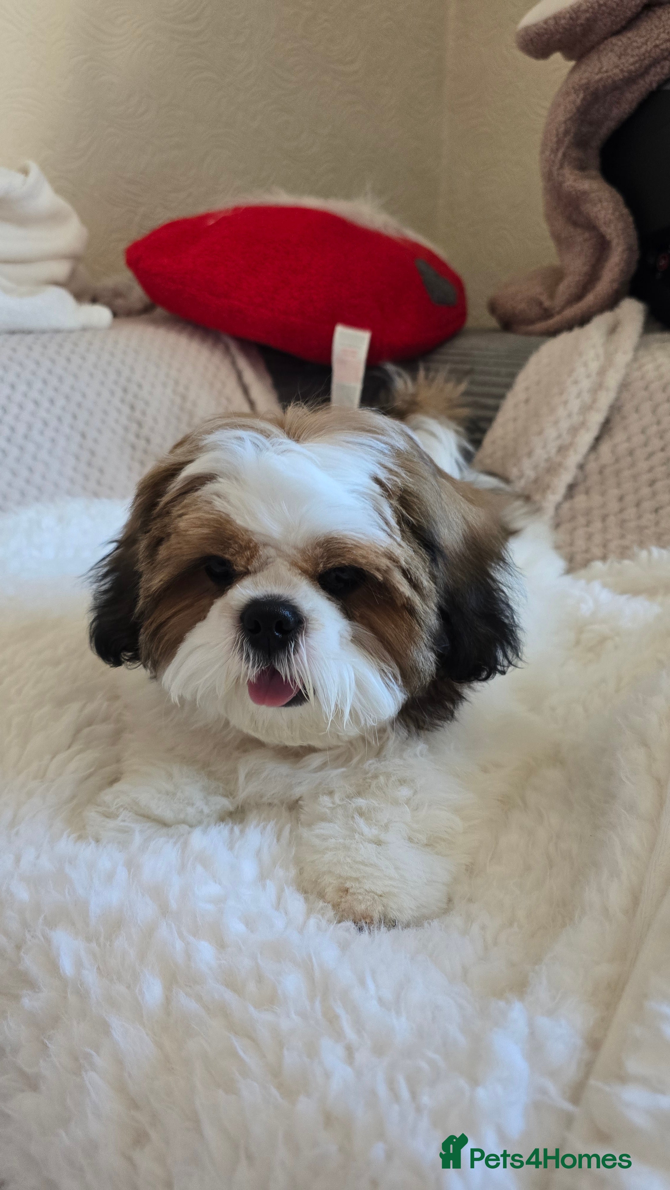 Shih Tzu dogs Shih Tzu Puppy for Sale - Advert 15