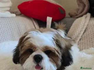 Shih Tzu dogs Shih Tzu Puppy for Sale - Advert 15