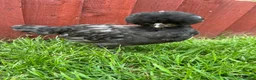 Chickens poultry for sale: 2 black polish chicks around 7 weeks old  - Advert 4