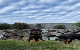 Rottweiler dogs for sale: Pure Bred Rottweilers Boys and Girls Available - Image 1