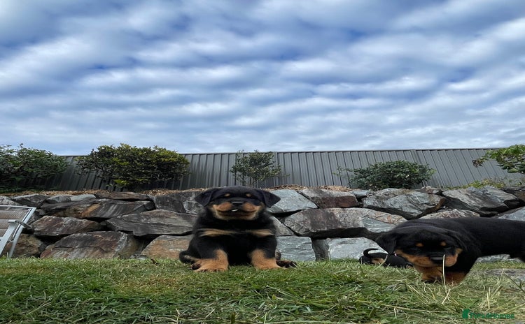 Rottweiler dogs - Advert 2