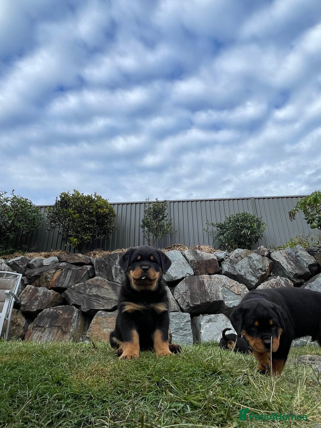 Rottweiler dogs for sale: Pure Bred Rottweilers Boys and Girls Available - Image 1