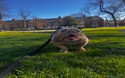 English Bulldog dogs for sale: English bulldog  - Image 2