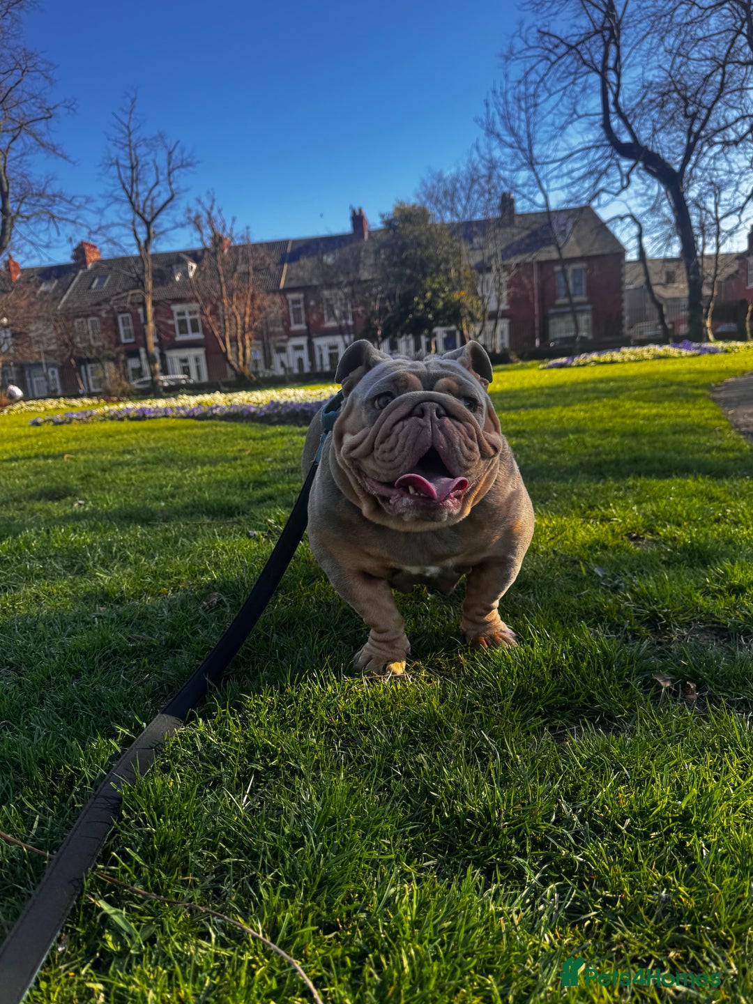 English Bulldog dogs for sale: English bulldog  - Image 2