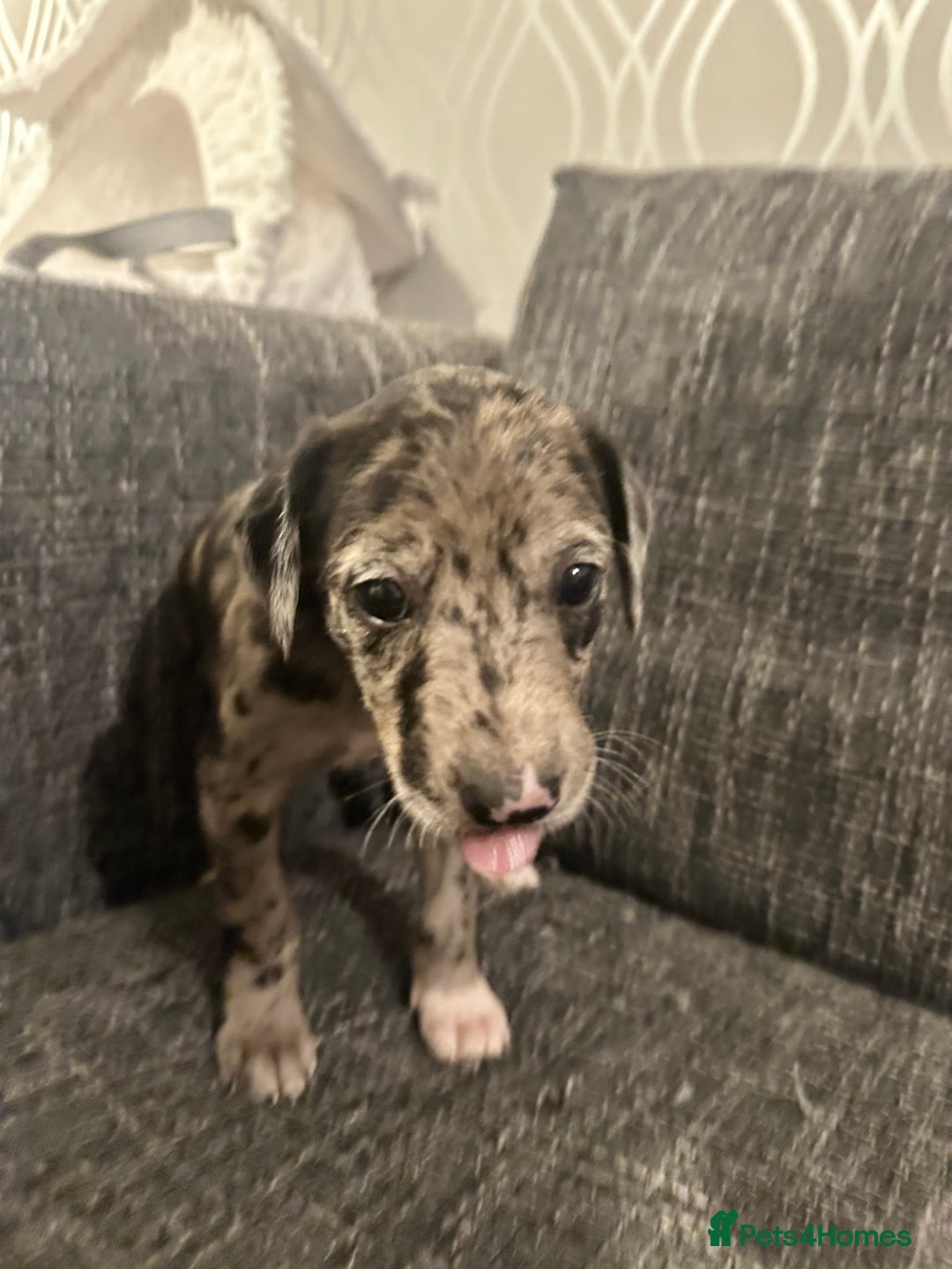 Mixed Breed dogs for sale: Bull X Lurchers - Working Lines - Image 6