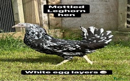 Chickens poultry for sale: Coloured hybrid hens at pol - Image 14