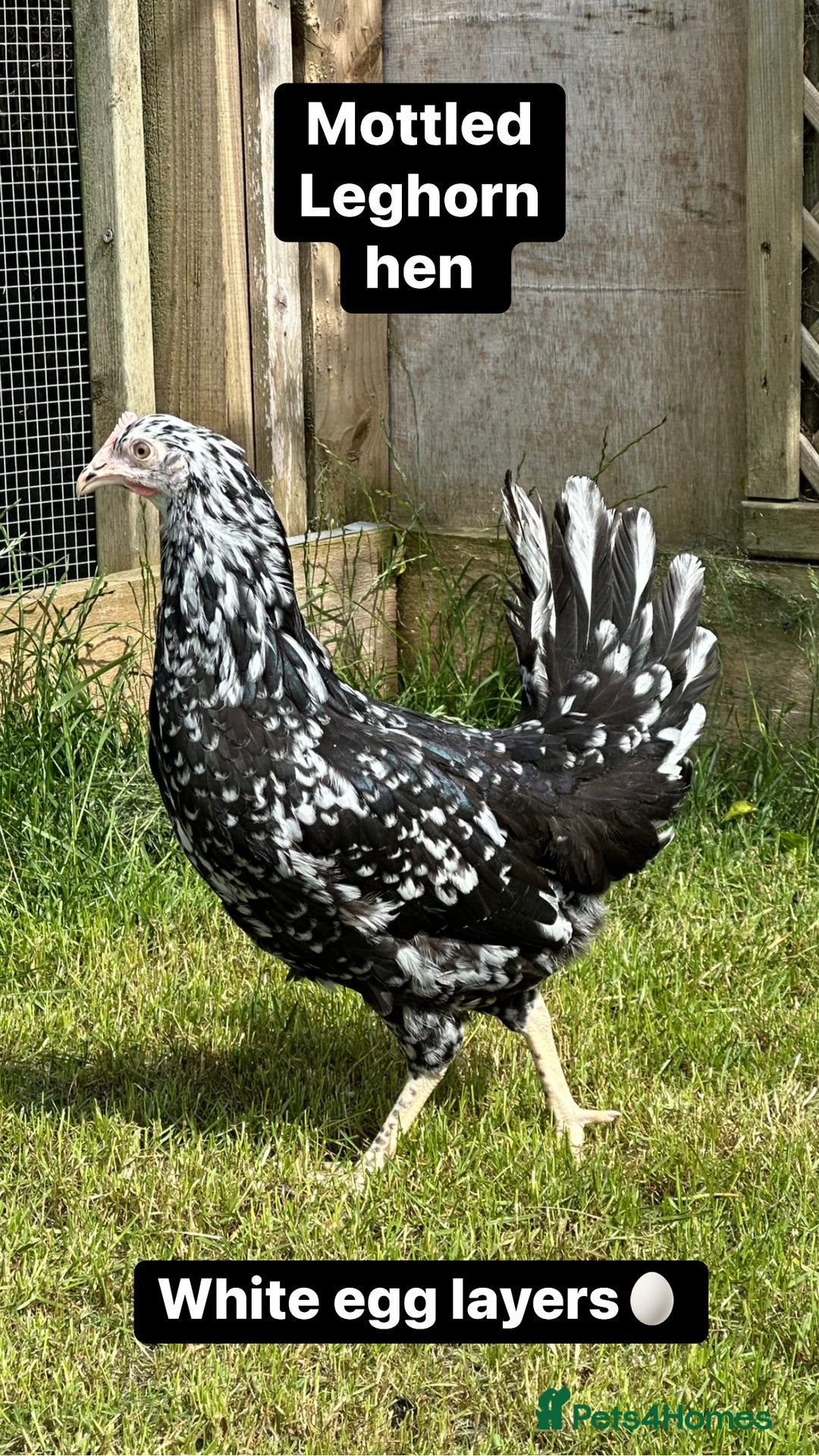 Chickens poultry for sale: Coloured hybrid hens at pol - Image 14