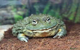 Frog reptiles for sale: Male African Bull Frog  - Image 3