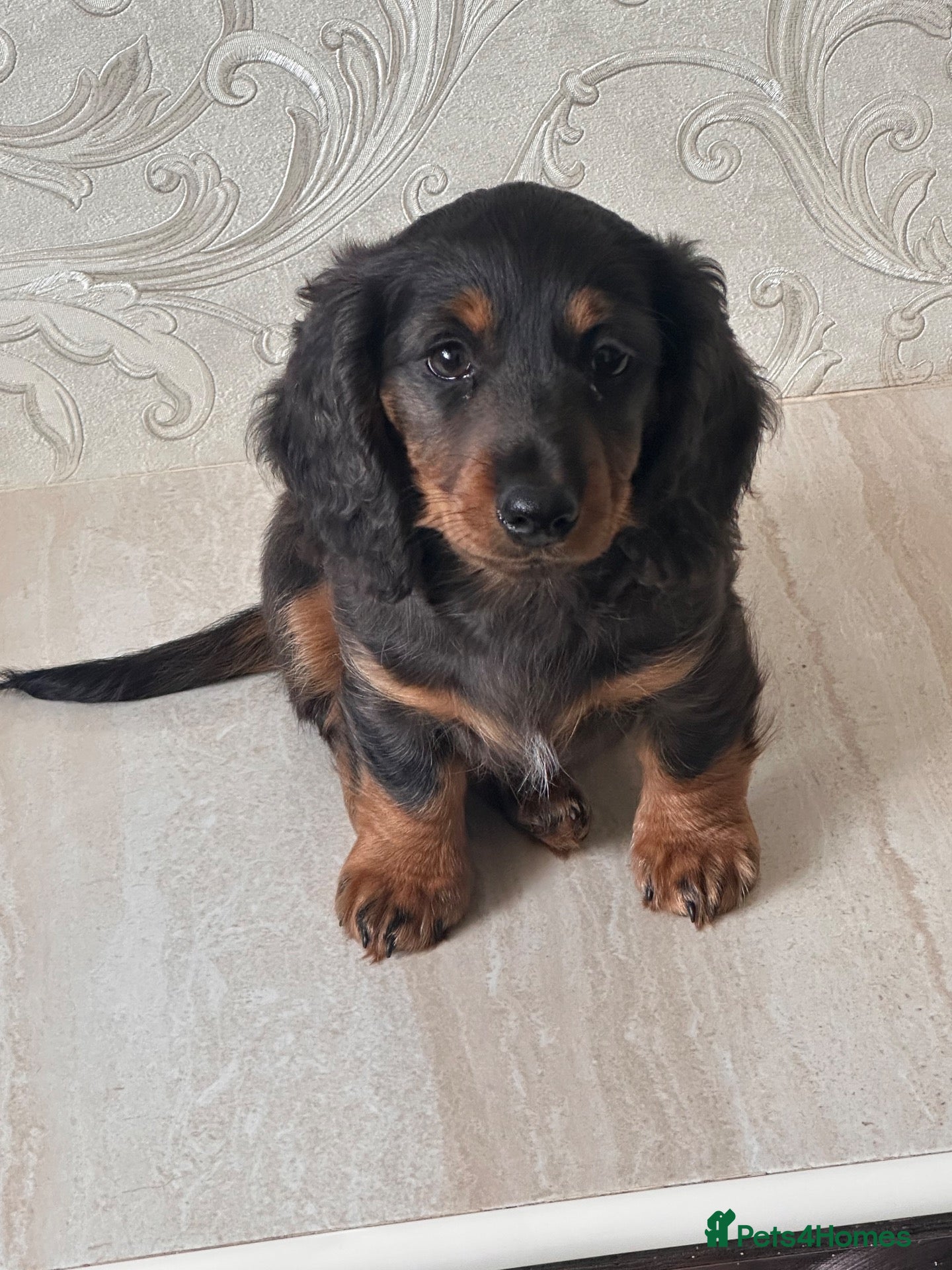 Dachshund dogs last long haired girl dachshund - Advert 14