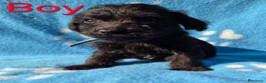 Jackapoo 3