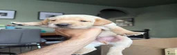Labrador Retriever dogs for sale: KC Reg Fox Red / Blonde  Lab Puppies – Home Reared - Advert 36