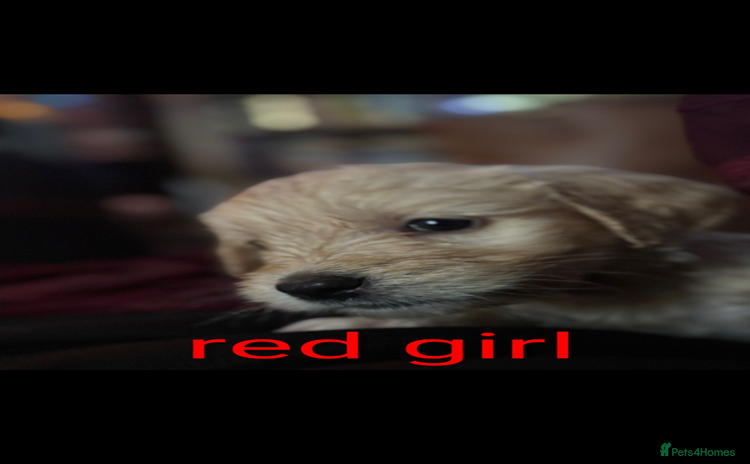Goldendoodle dogs - Advert 3