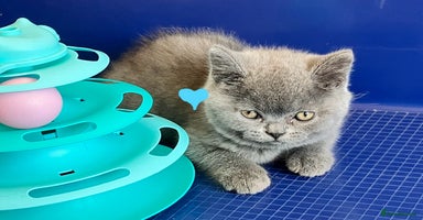 British Shorthair cats - Advert 2