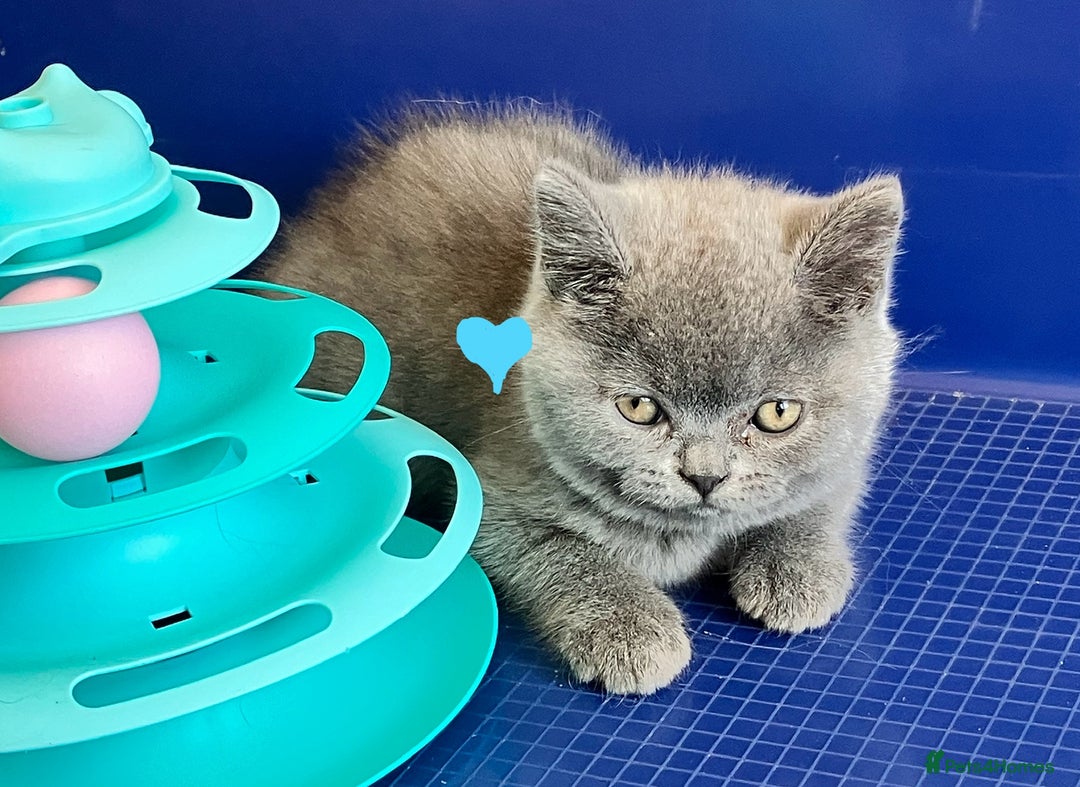British Shorthair cats for sale: GCCF registered ChampionBloodline 5GENpedigree BSH - Image 9
