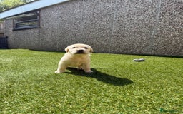 Labrador Retriever dogs for sale: ✨ Stunning chunky Labrador puppies ✨ - Image 12