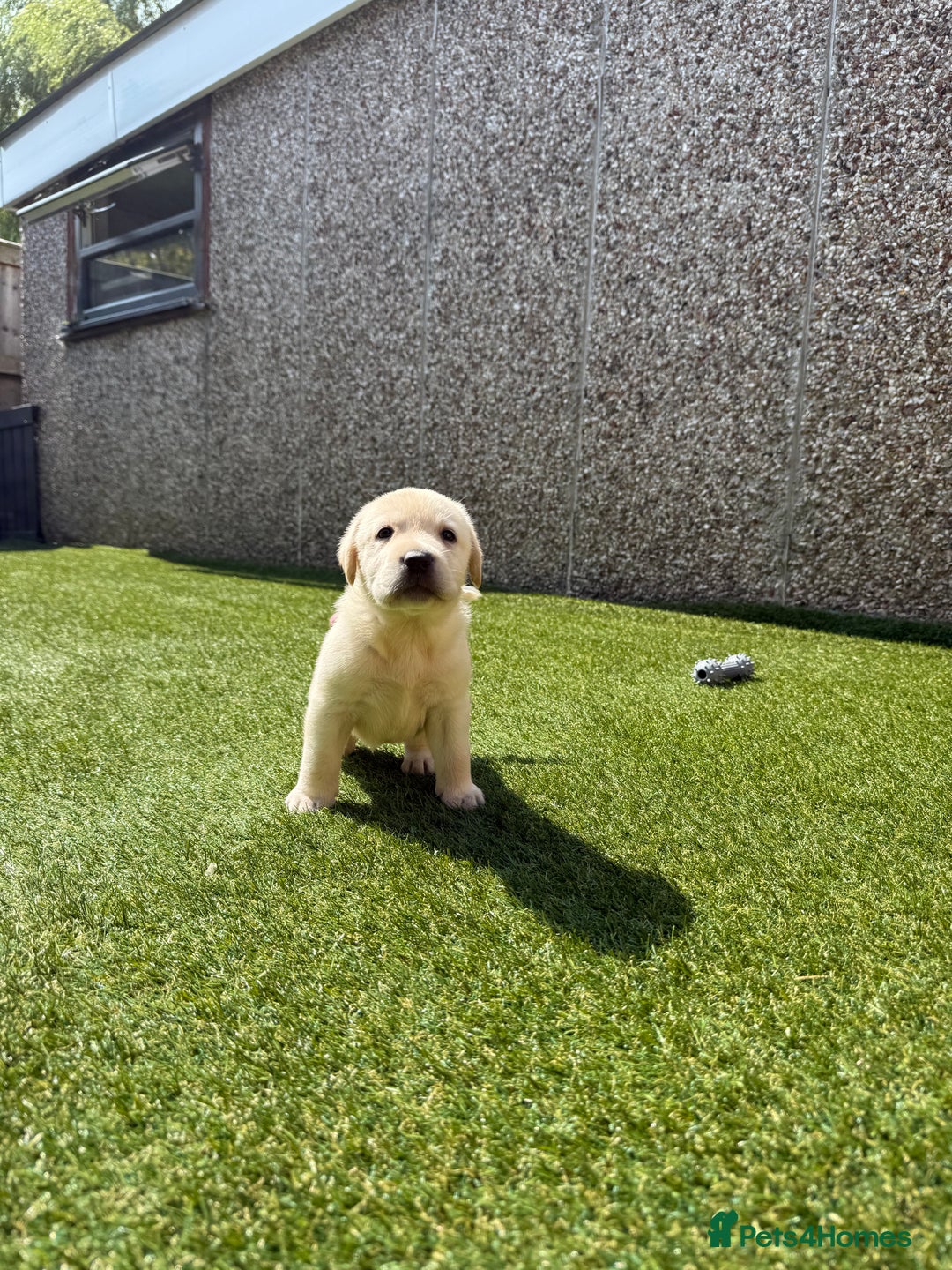 Labrador Retriever dogs for sale: ✨ Stunning chunky Labrador puppies ✨ - Image 12