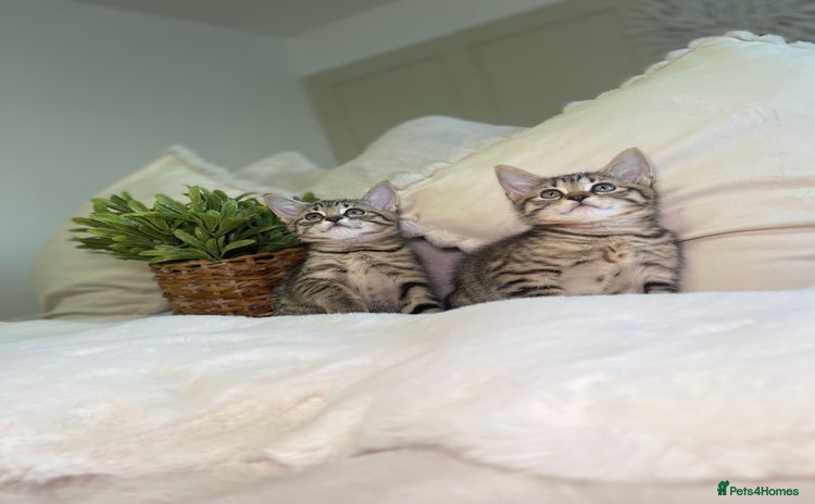Mixed Breed cats - Advert 5