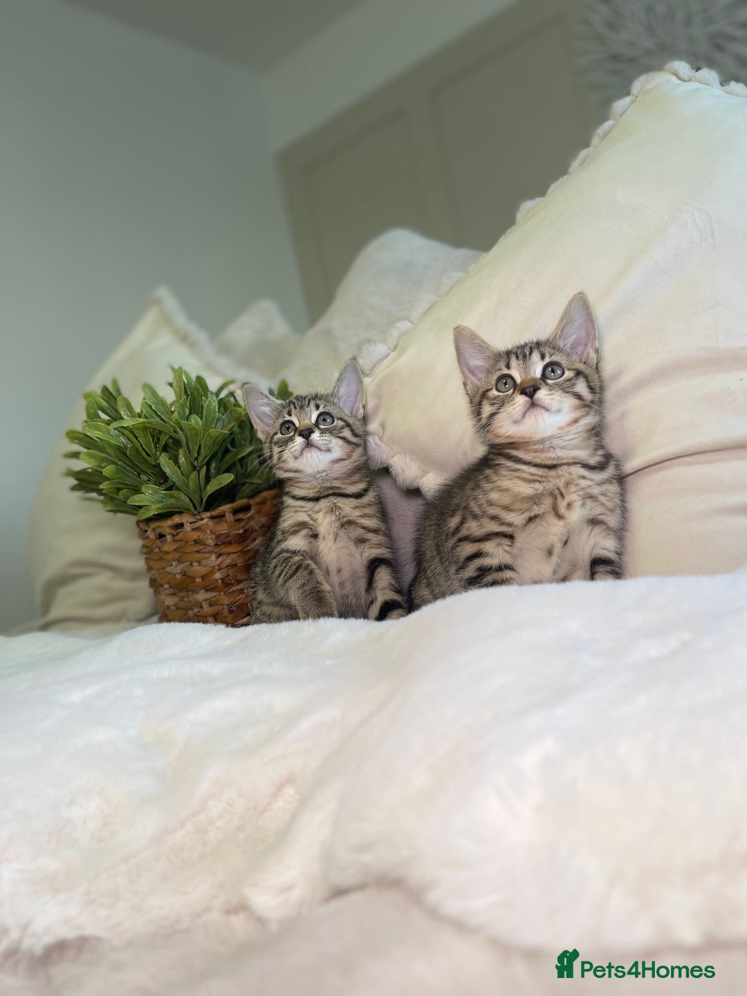 Mixed Breed cats for sale: 5 beautiful kittens 8 weeks old ready now  - Image 1