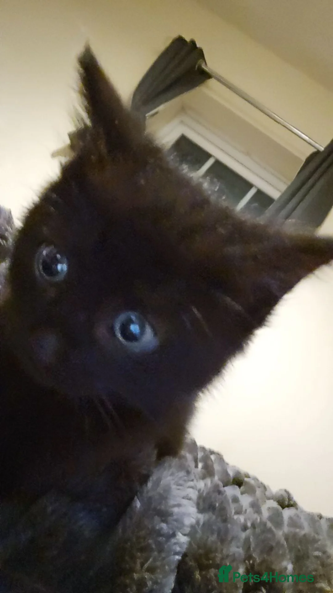 Ragdoll cats for sale: Black ragdoll kitty - Advert 2