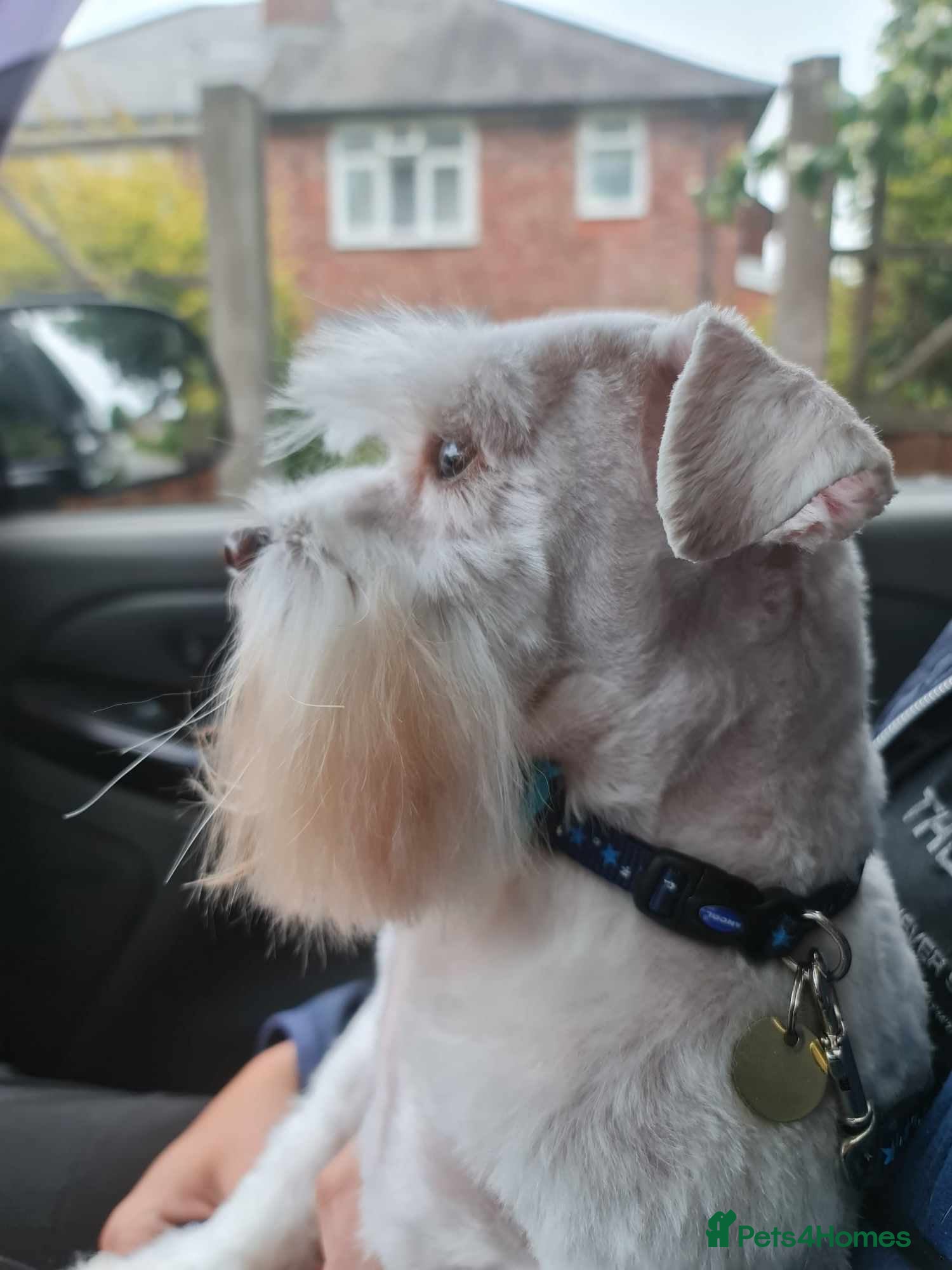 Miniature Schnauzer dogs PROVEN KC TOY MINATURE SCHNAUZER  FOR STUD    in Dudley - Advert 2