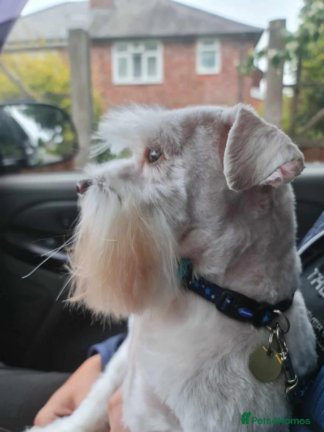 Miniature Schnauzer dogs for stud: PROVEN KC TOY MINATURE SCHNAUZER  FOR STUD    in Dudley - Advert 4