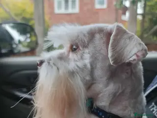 Miniature Schnauzer dogs PROVEN KC TOY MINATURE SCHNAUZER FOR STUD in Dudley - Advert 2