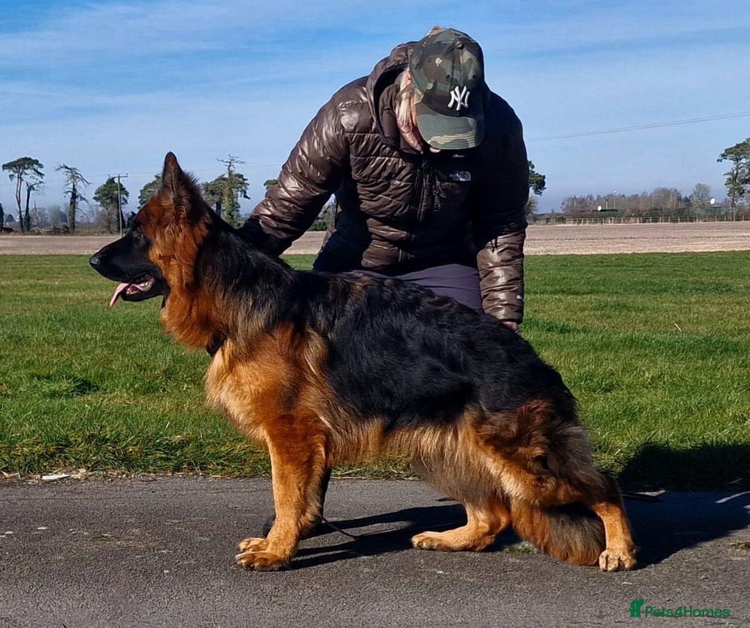 German Shepherd dogs for sale: Superb Long Coat Male for sale  - Advert 7