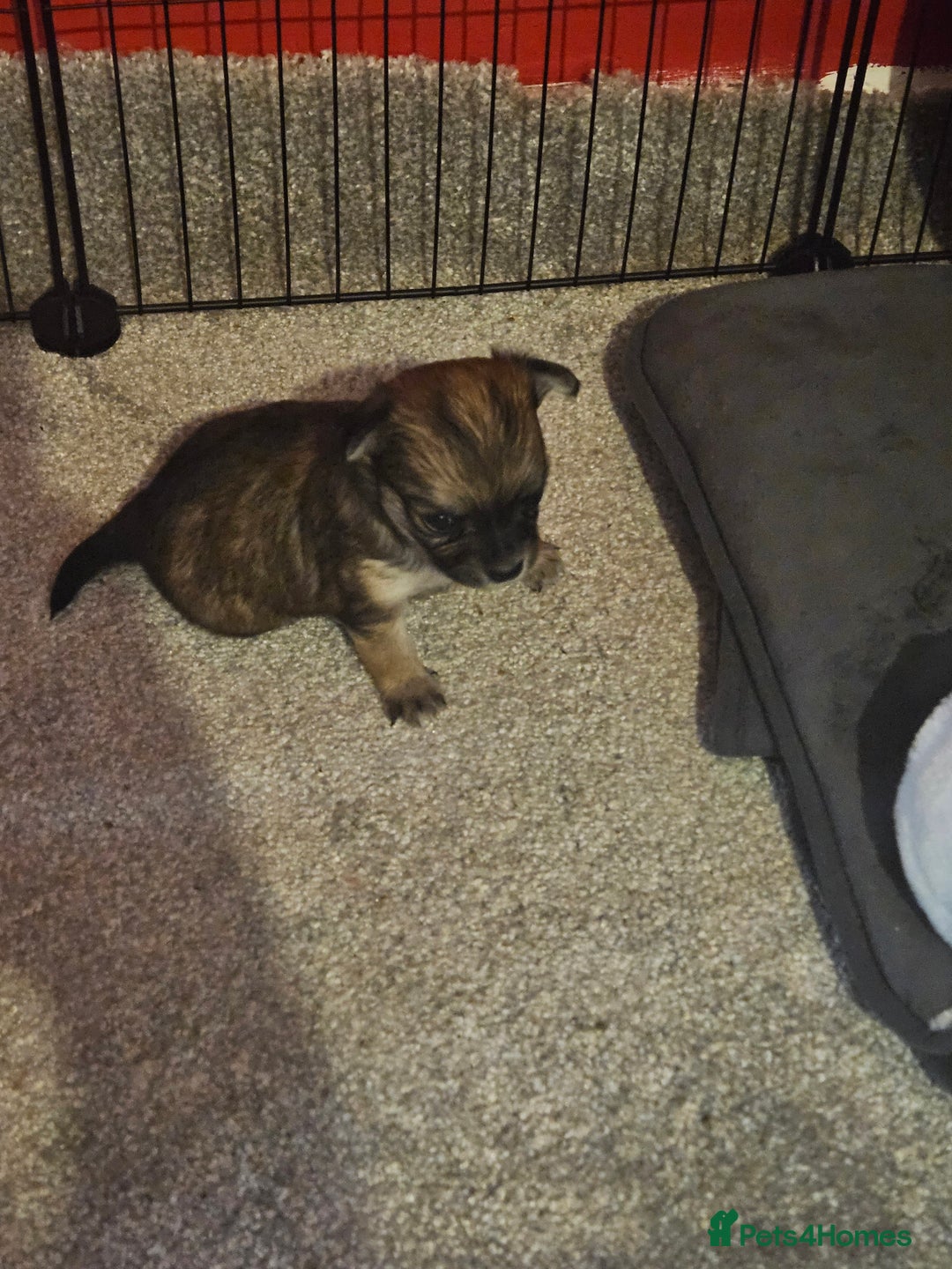 Chihuahua dogs for sale: 2x 13 old week beautiful Chihuahua Pups for sale  - Advert 24