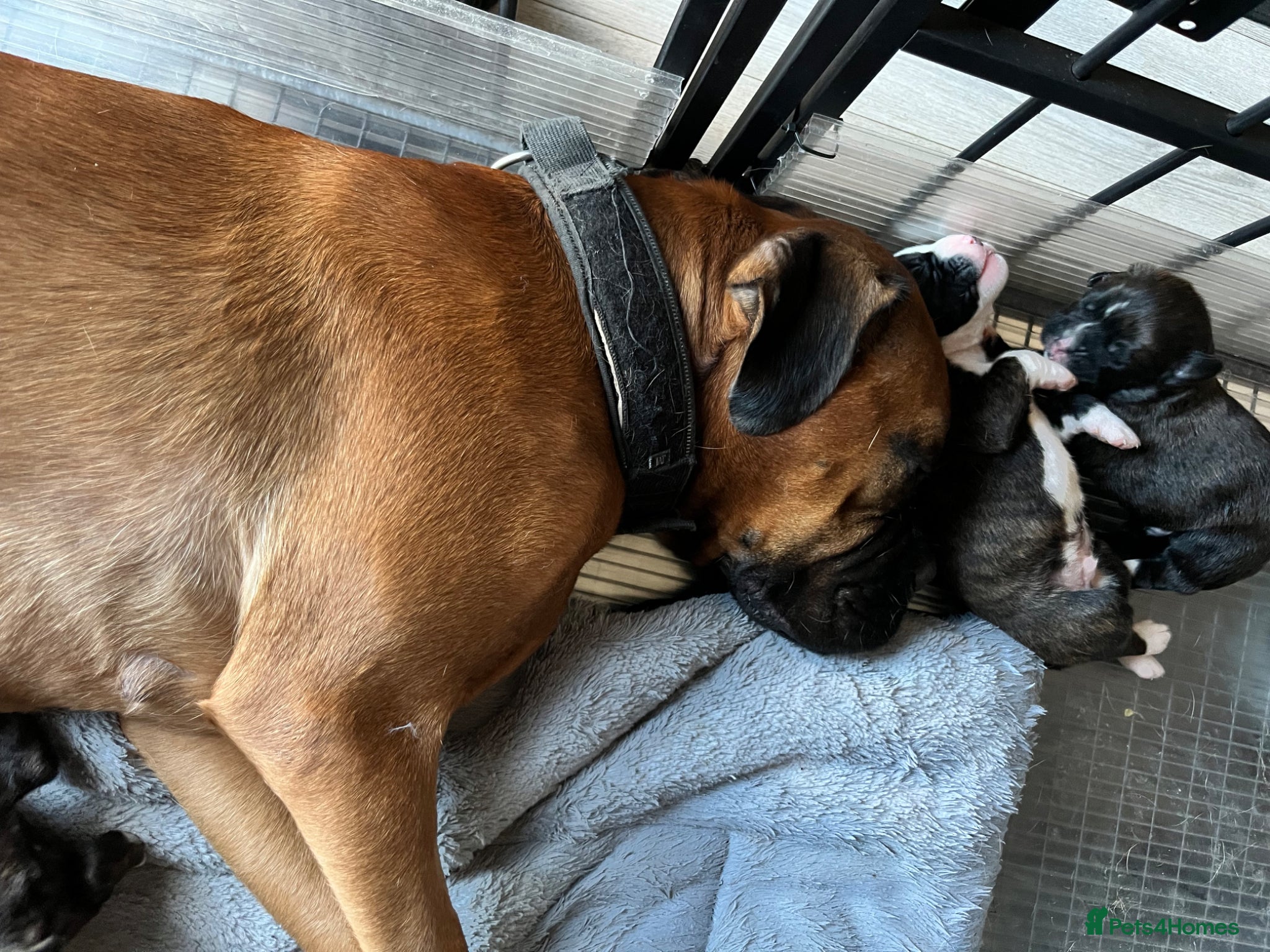 Boxer dogs Pure bred beautiful boxer litter Bob and long tail - Advert 3