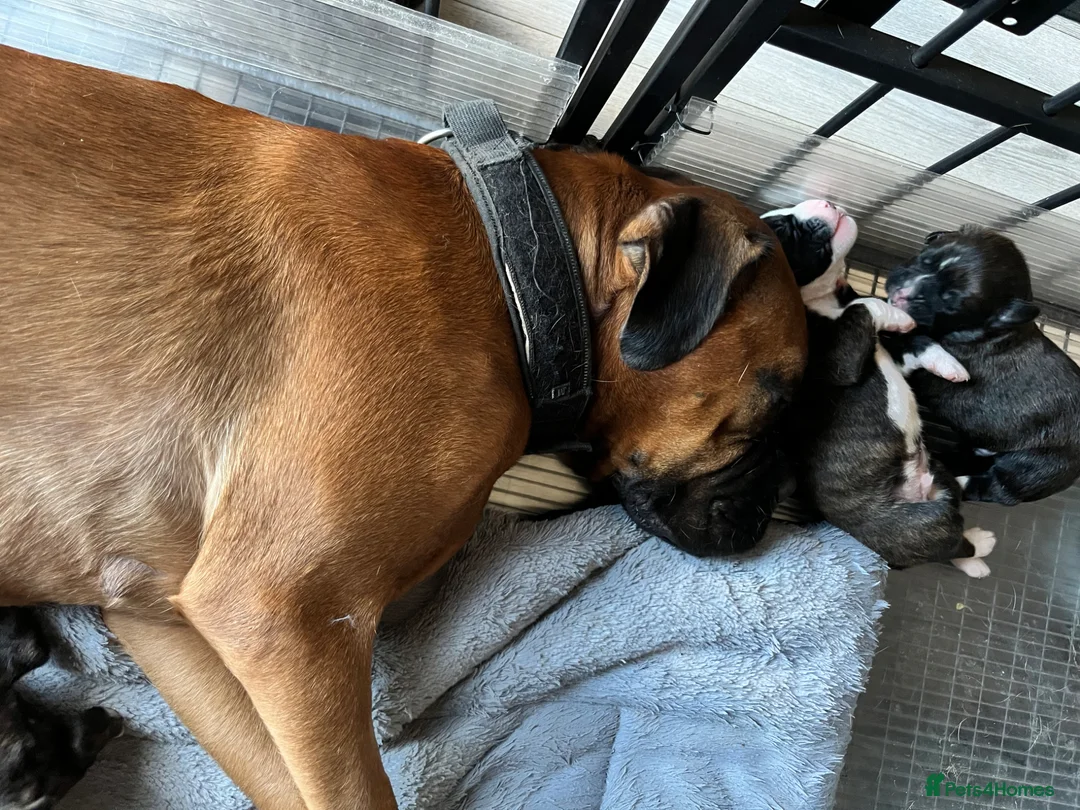 Boxer dogs for sale: Pure bred beautiful boxer litter Bob and long tail - Advert 1