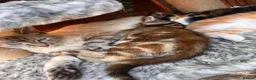 Mixed Breed cats for sale: Beautiful kittens for sale  - Advert 6