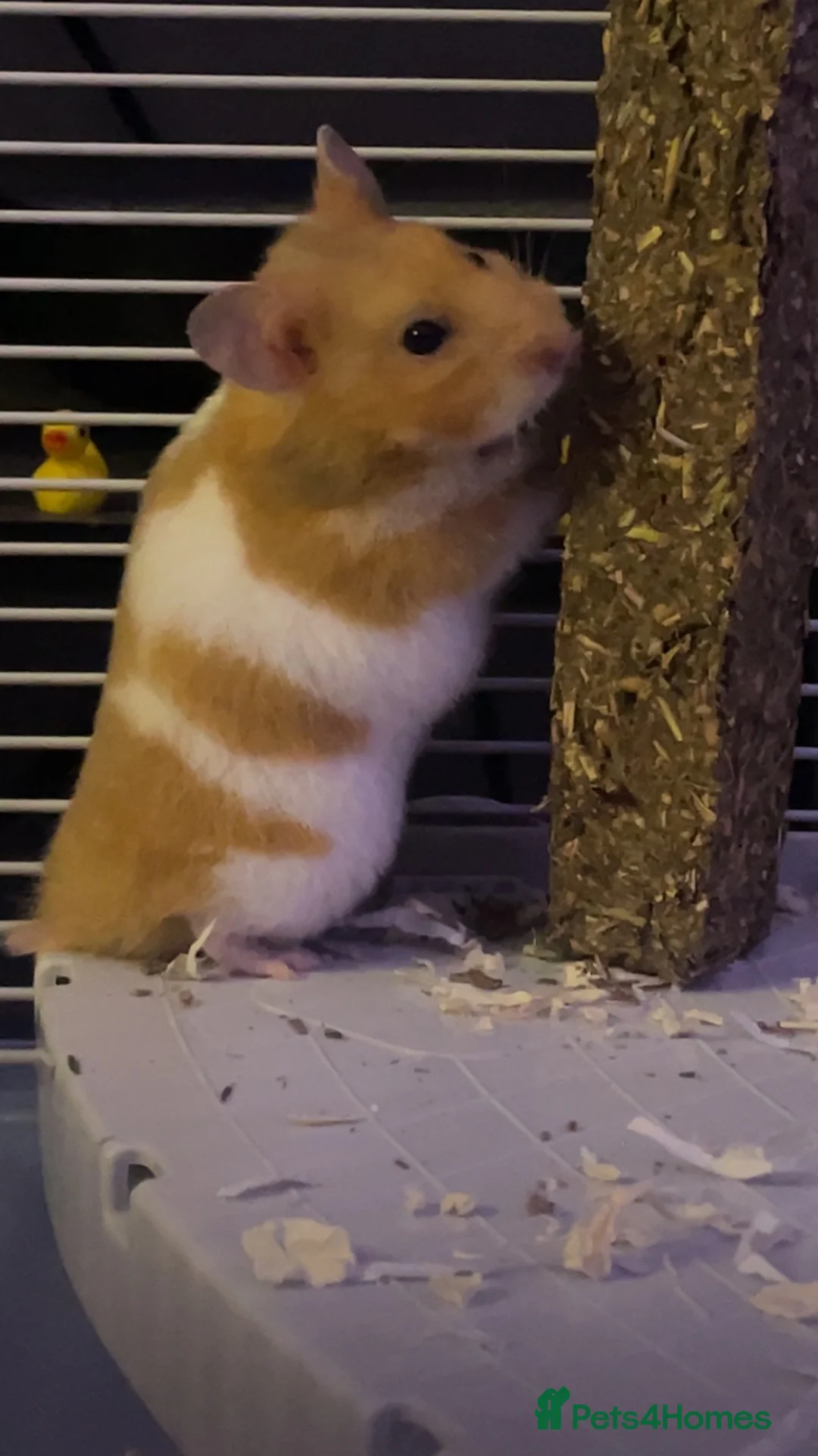 Hamster rodents for sale: Need gone asap  - Advert 2