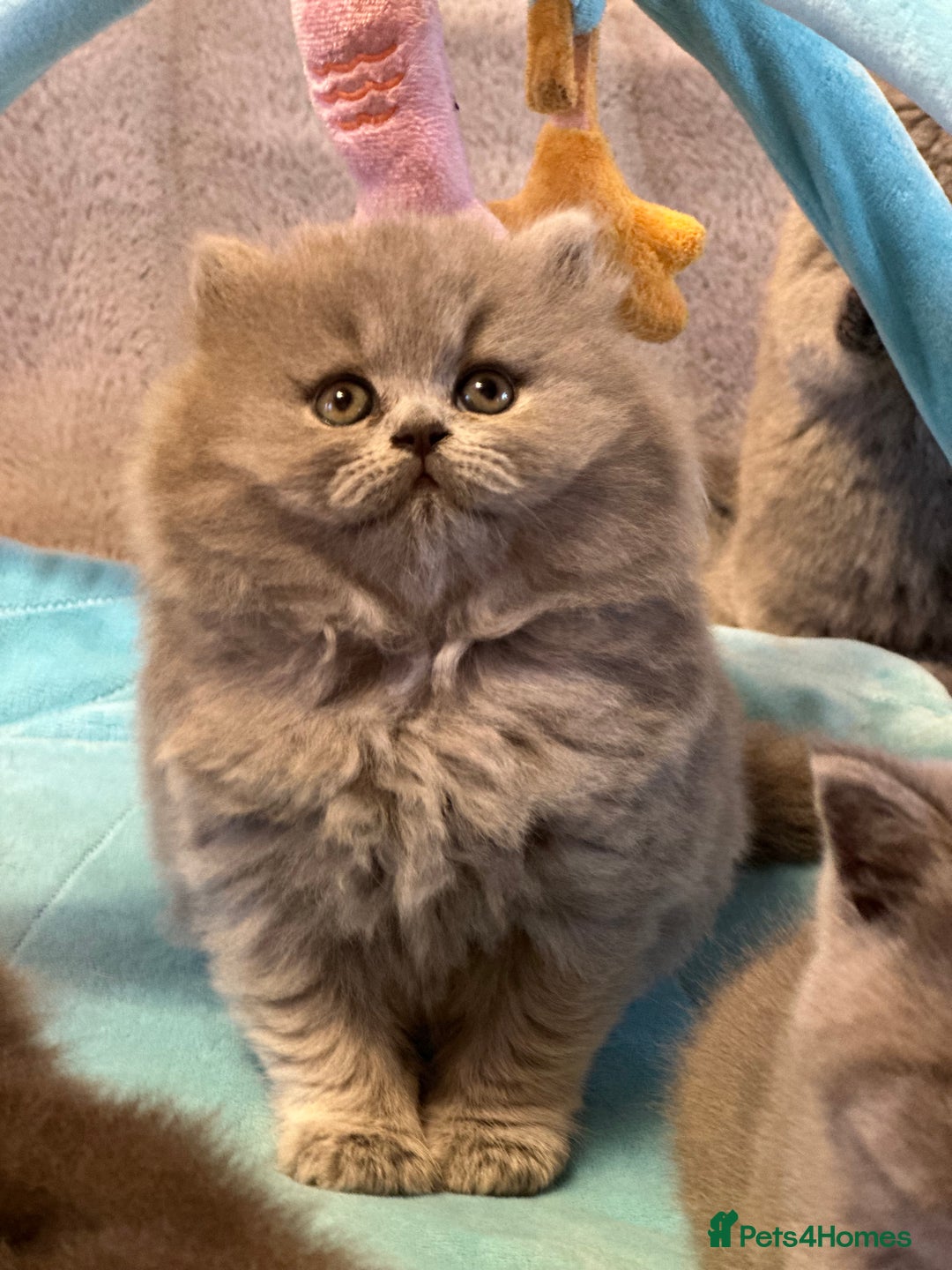 British Shorthair cats for sale: GCCF registered kitten  - Advert 11
