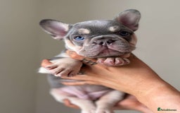 French Bulldog dogs for stud: Proven lilac & tan boy carrying cream & testable - Image 13