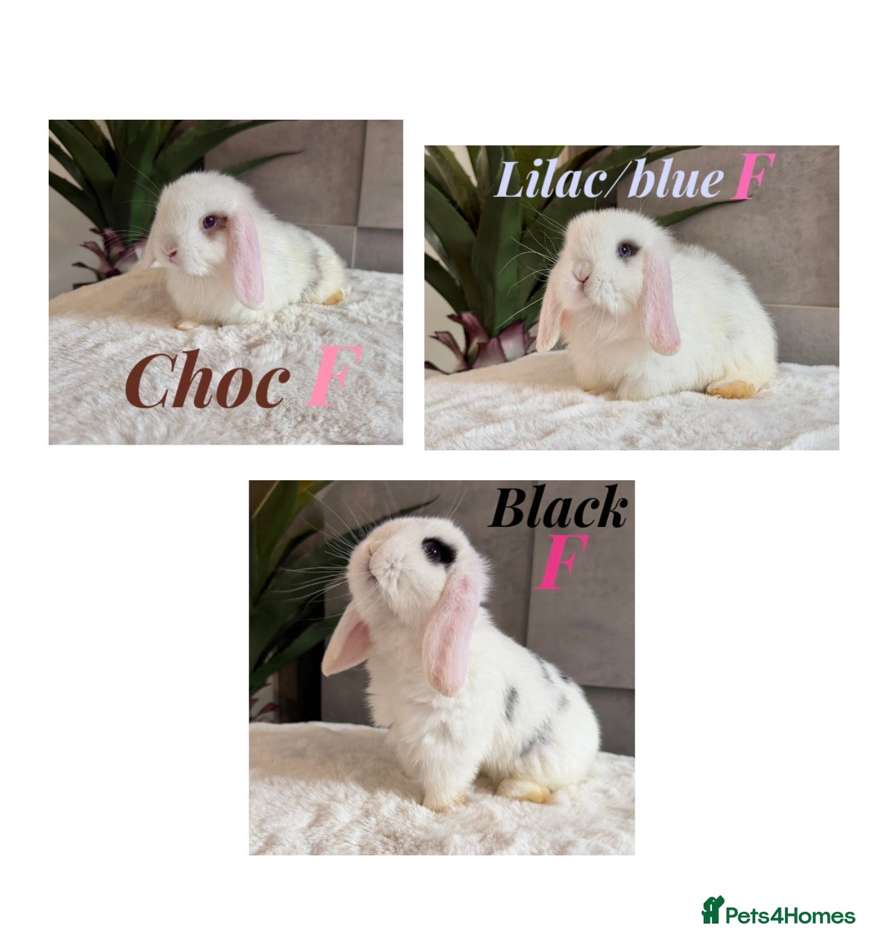Mini Lop rabbits Minilop babies (friendly & super tame) - Advert 17