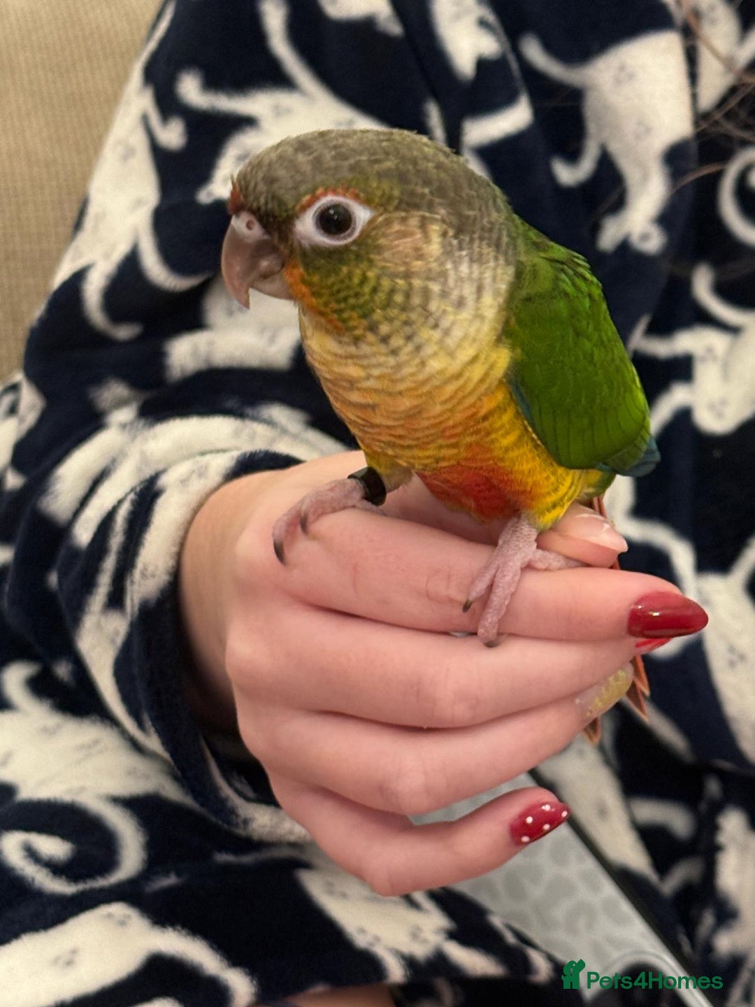 Conures birds for sale: Tamed baby conure - Advert 3