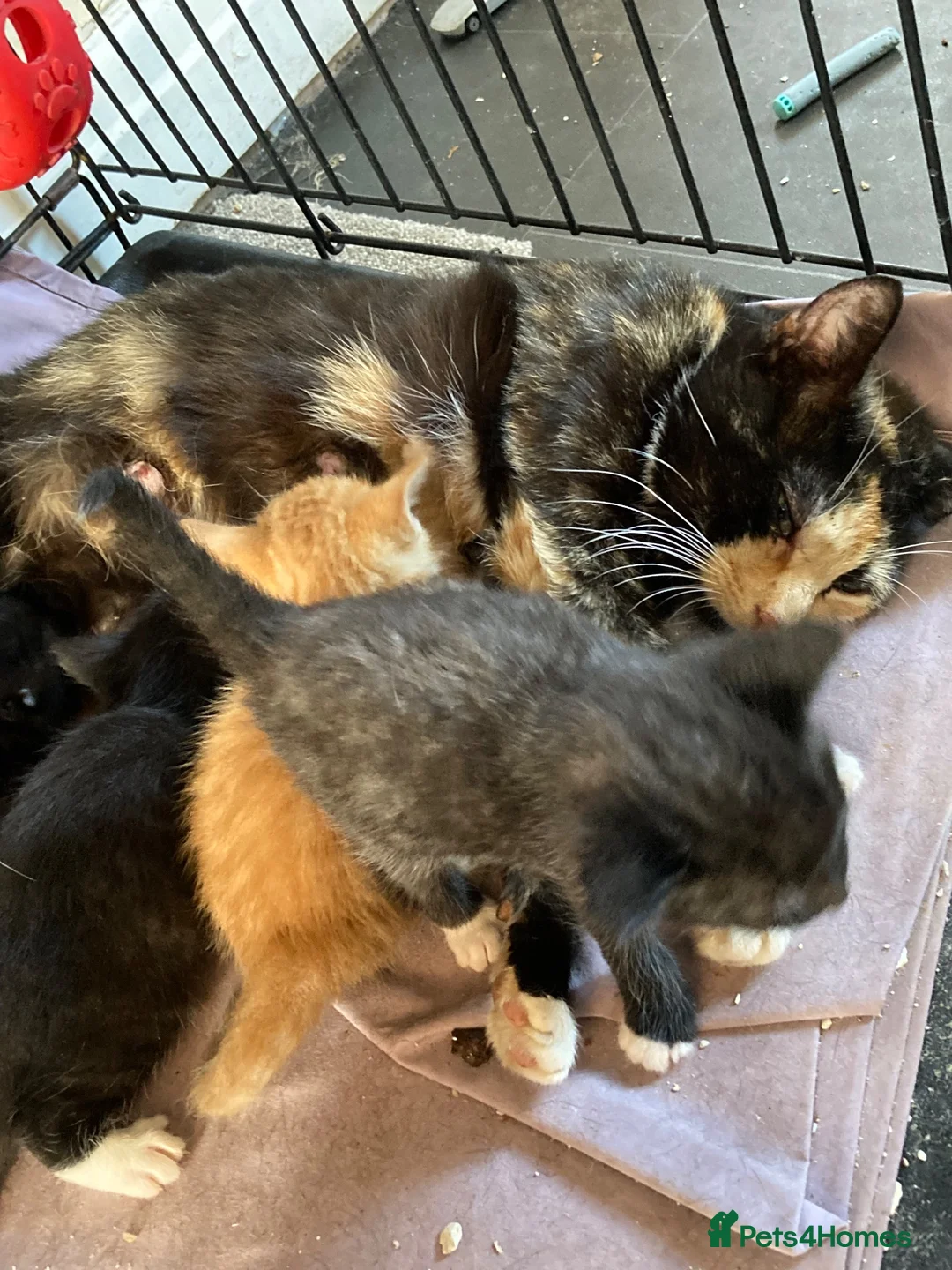 Maine Coon cats for sale: Mainecoon x  - Advert 2
