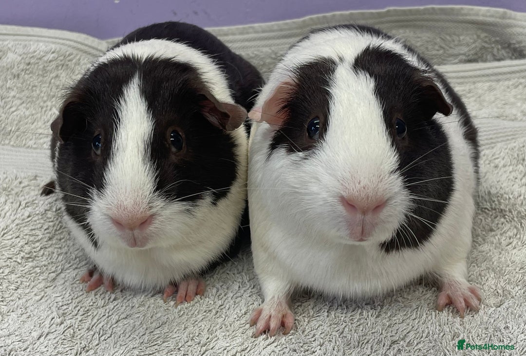 Guinea Pig rodents for sale: Guinea Pigs Sows  - Image 2